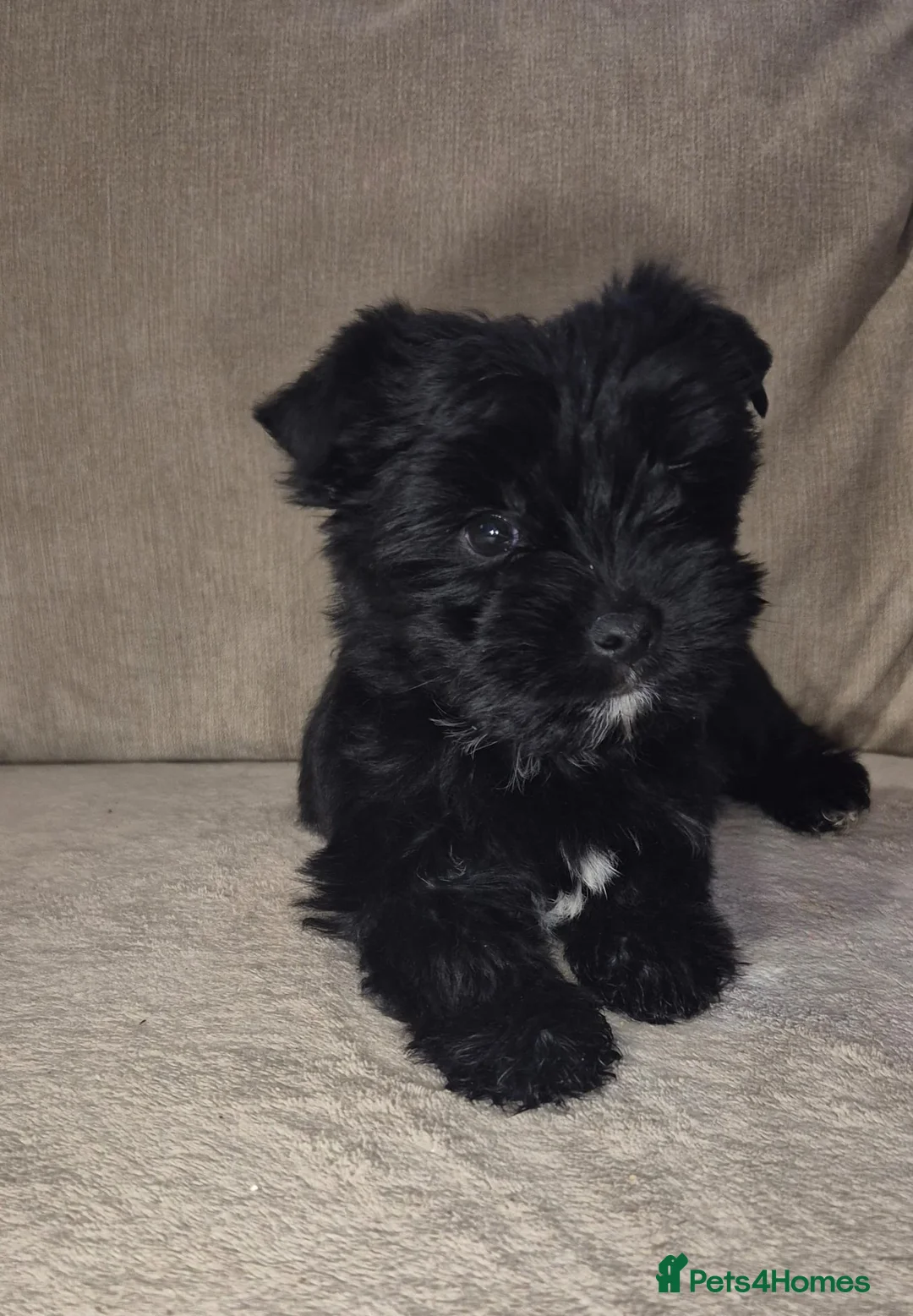 Yorkshire Terrier dogs for sale: Black yorkshire-terrier female  - Advert 2