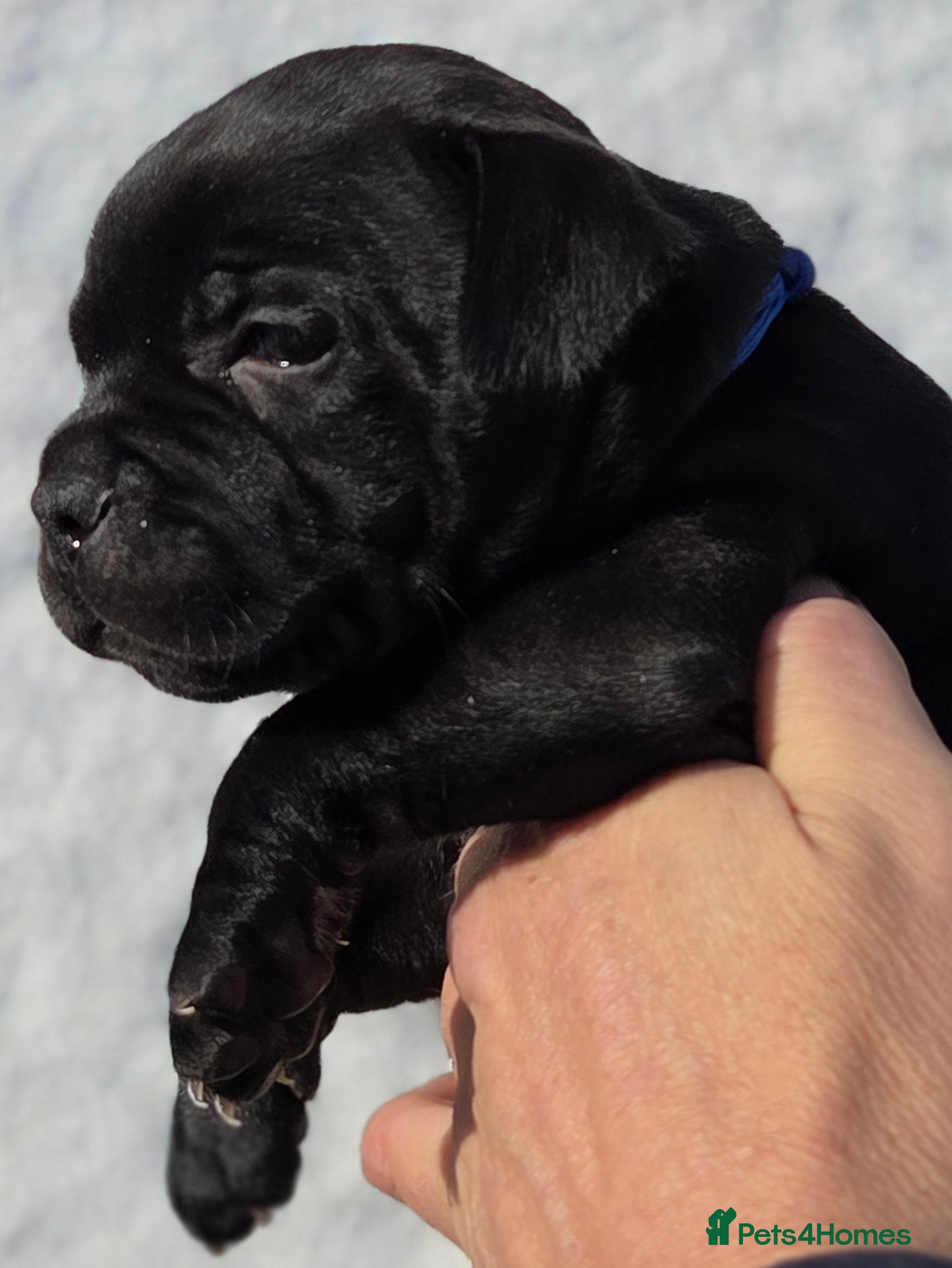 Staffordshire Bull Terrier dogs Black Staffordshire Puppy **OUTSTANDING PEDIGREE** - Advert 2