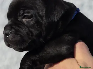 Staffordshire Bull Terrier dogs Black Staffordshire Puppy **OUTSTANDING PEDIGREE** - Advert 2