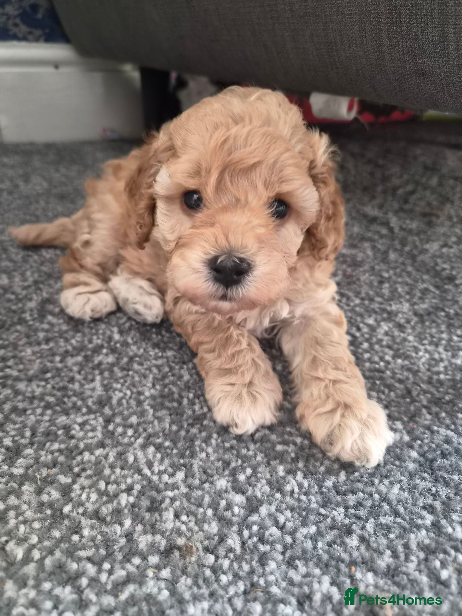 Cockapoo dogs 1 girl 1 boy - Advert 13