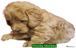 Labradoodle dogs for sale: Outstanding beautiful labradoodles F3b puppies - Image 12