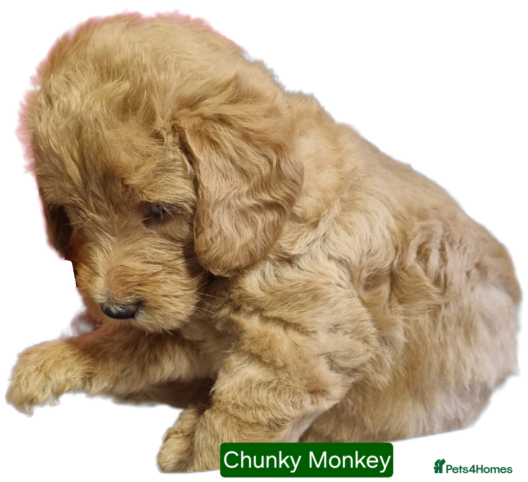 Labradoodle dogs for sale: Outstanding beautiful labradoodles F3b puppies - Image 12