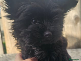 Yorkshire Terrier dogs - Advert 11