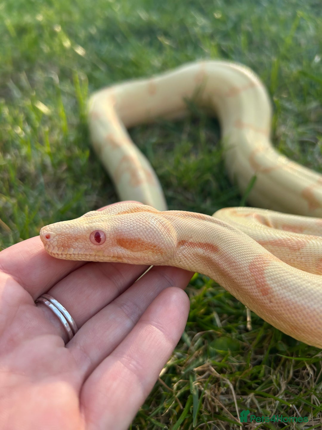 Boa Snake reptiles for sale: Sunglow Boa Constrictor  - Image 3
