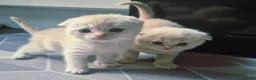 Scottish Fold cats for sale: Scottish Fold/ Straight kittens  in Ripon - Advert 7
