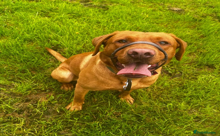 Labrador Retriever dogs - Advert 7