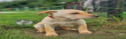 Mixed Breed dogs for adoption: Indie – Gorgeous Young Shar Pei Cross - Advert 11