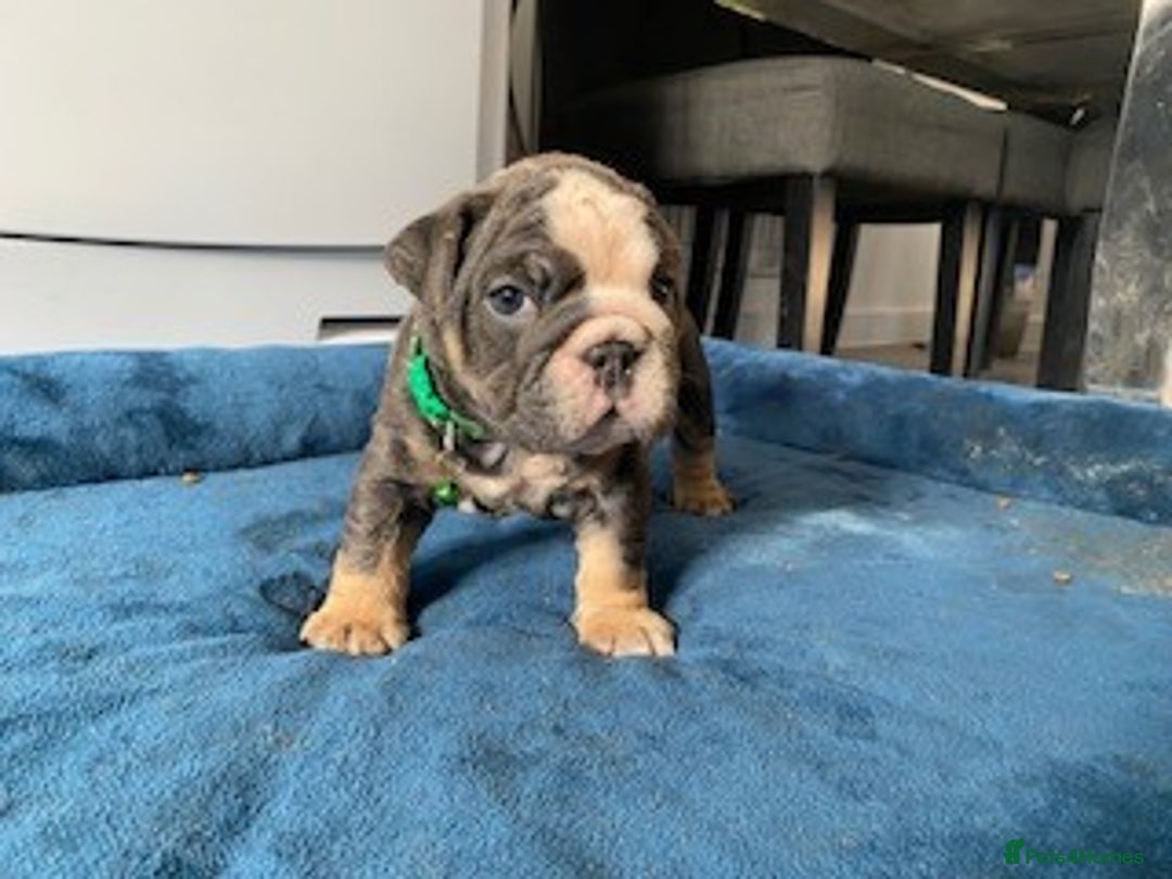 English Bulldog dogs for sale: *REDUCED* English Bulldog Puppies - Image 25