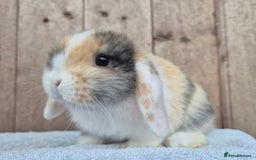 Mini Lop rabbits for sale: Mini lop baby boy  - Image 4