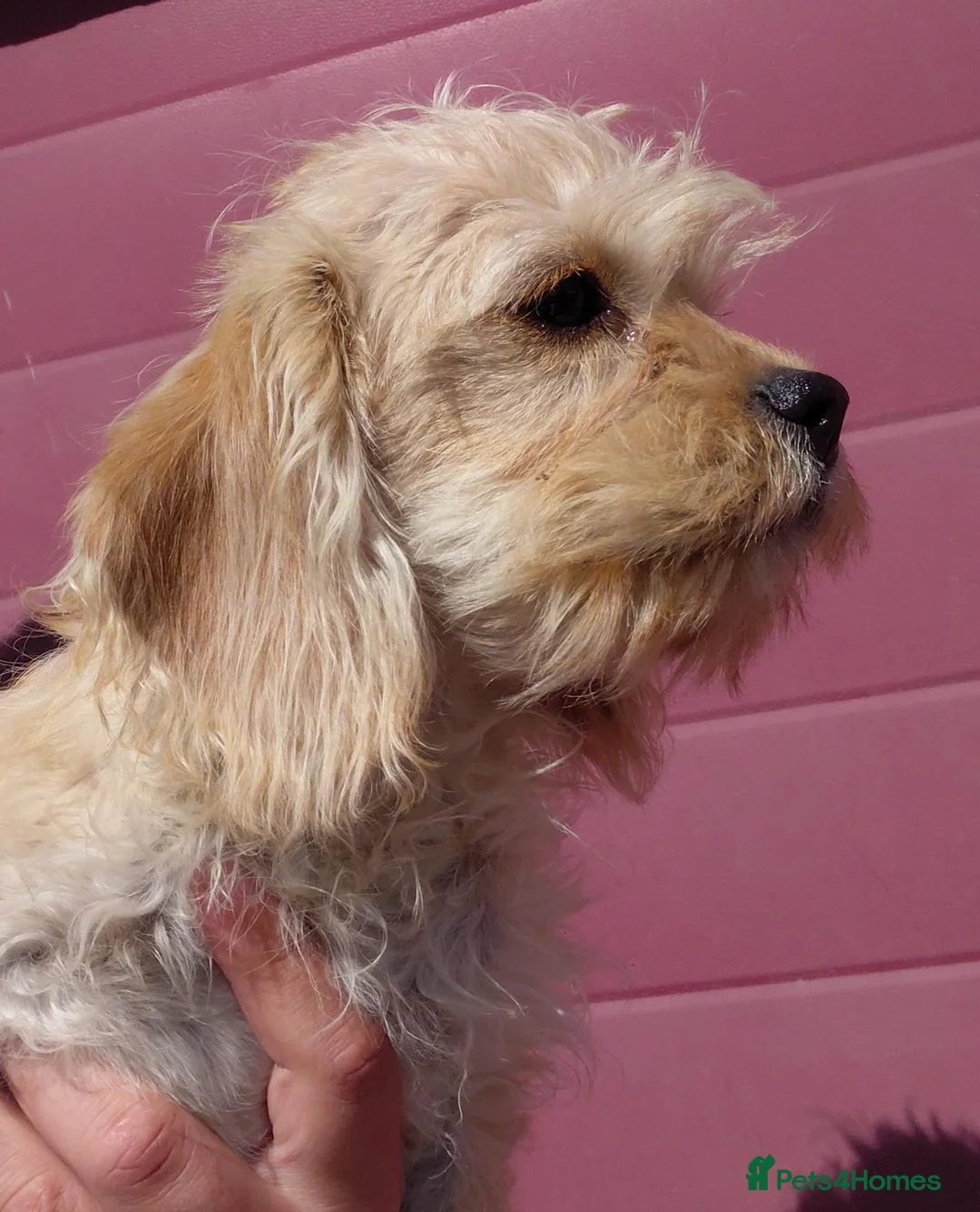 Jackapoo dogs for sale: Fluffy Jackapoo × Cavalier King Charles Puppy in Chichester - Advert 13