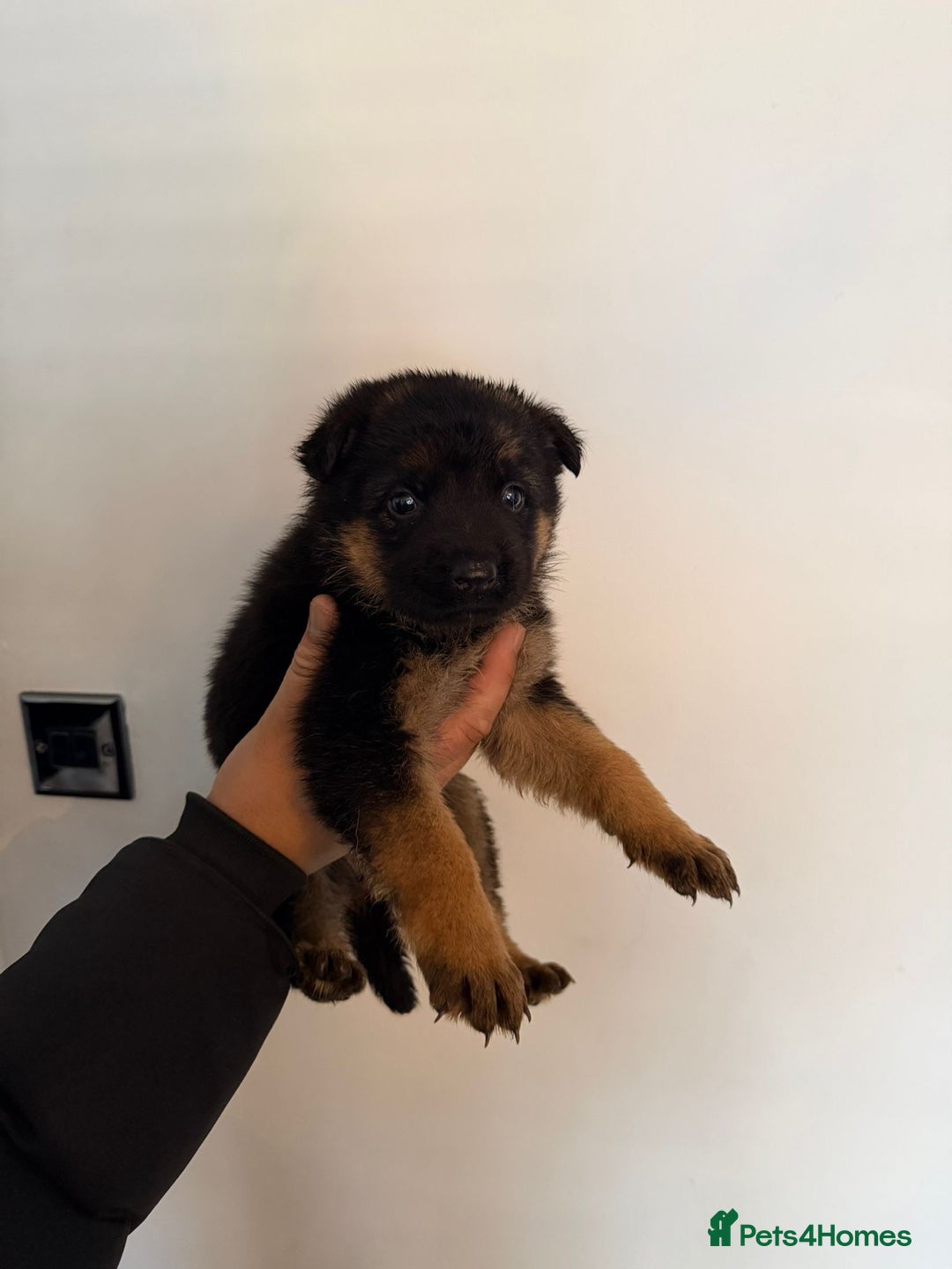 German Shepherd dogs for sale: German Shepard puppies  - Advert 4