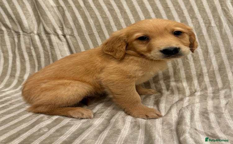 Golden Retriever dogs - Advert 7