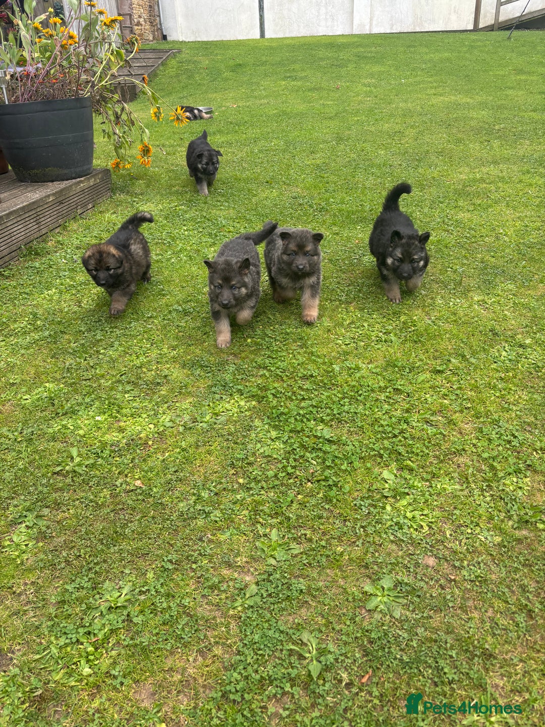 German Shepherd dogs for sale: 8 beautiful long haired German shepherd puppies  - Image 24