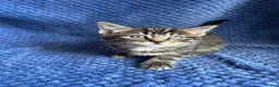 Maine Coon cats for sale: Maine coon x  - Advert 22