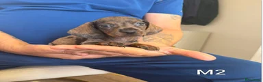 Miniature Dachshund 1