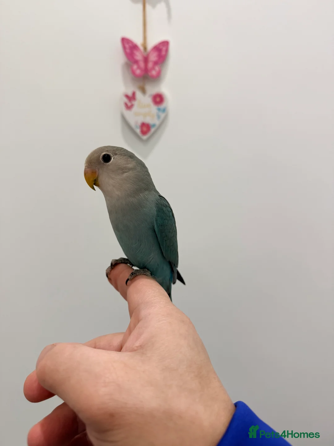 Lovebirds birds for sale: BEAUTIFUL BABY LOVEBIRDS. TWO AVAILABLE TO CHOOSE  - Advert 6