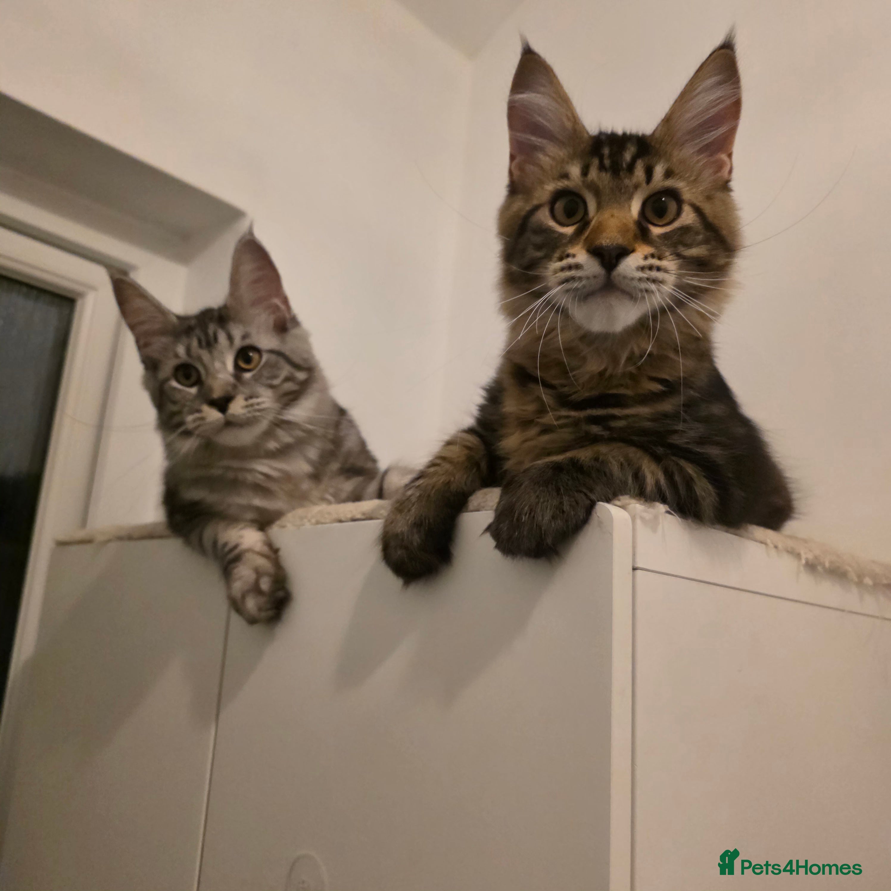 Maine Coon cats Premium Pedigree Maine Coon Kittens – Ready Now 🐾 - Advert 2