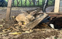 Continental Giant rabbits for sale: Big boy - Image 6