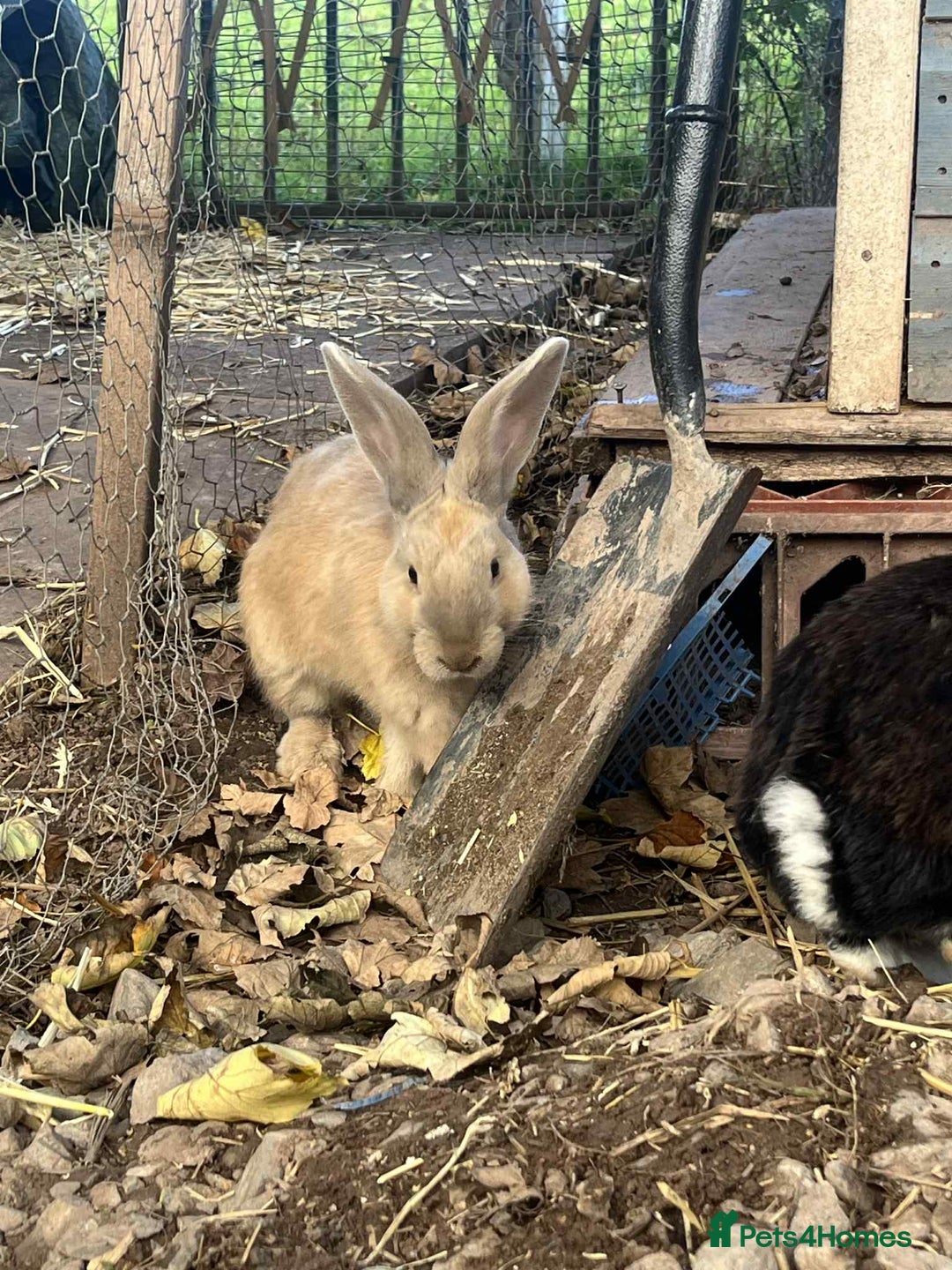 Continental Giant rabbits for sale: Big boy - Image 6