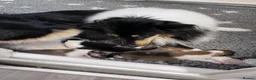 Rough Collie dogs for sale: Clear Non-carriers DM-CEA-MDR1-PRA. 0% inbreeding. - Advert 16