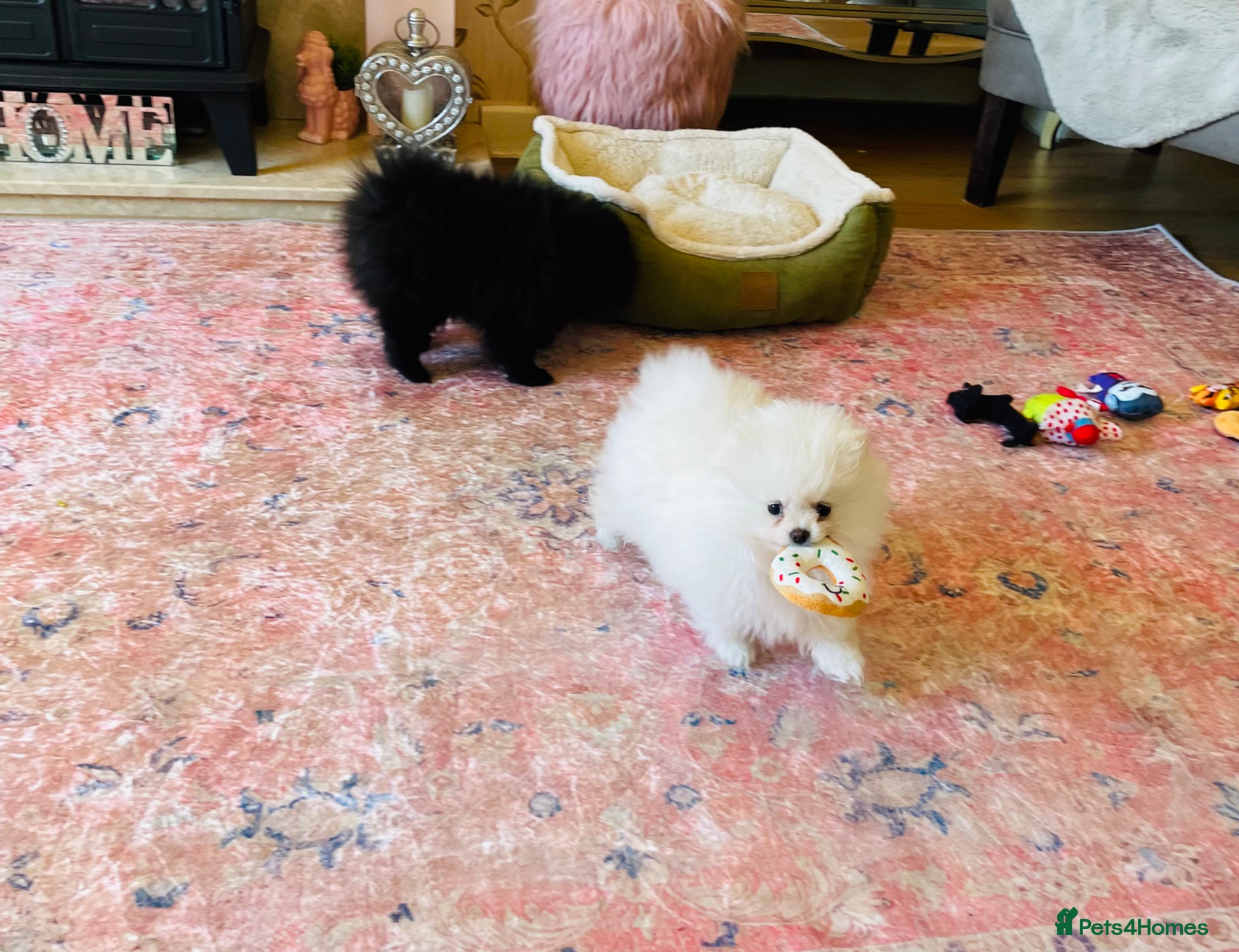 Pomeranian dogs ⭐️Ready now⭐️ Kc Teddy Bear Pomeranians💙 - Advert 4