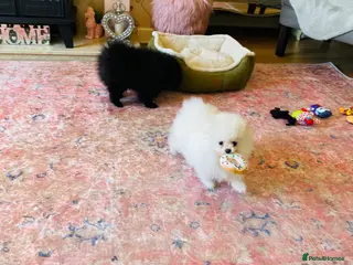 Pomeranian dogs ⭐️Ready now⭐️ Kc Teddy Bear Pomeranians💙 - Advert 4