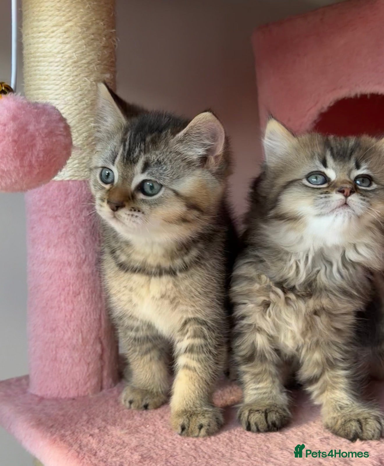 British Longhair cats Looking for a new home !!!! Ready to collect  - Advert 2