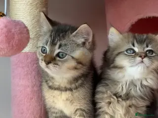 British Longhair cats Looking for a new home !!!! Ready to collect - Advert 2