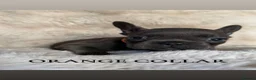 French Bulldog dogs for sale: Beautiful french bulldogs puppies 4 girls & 4 boys in London - Advert 12