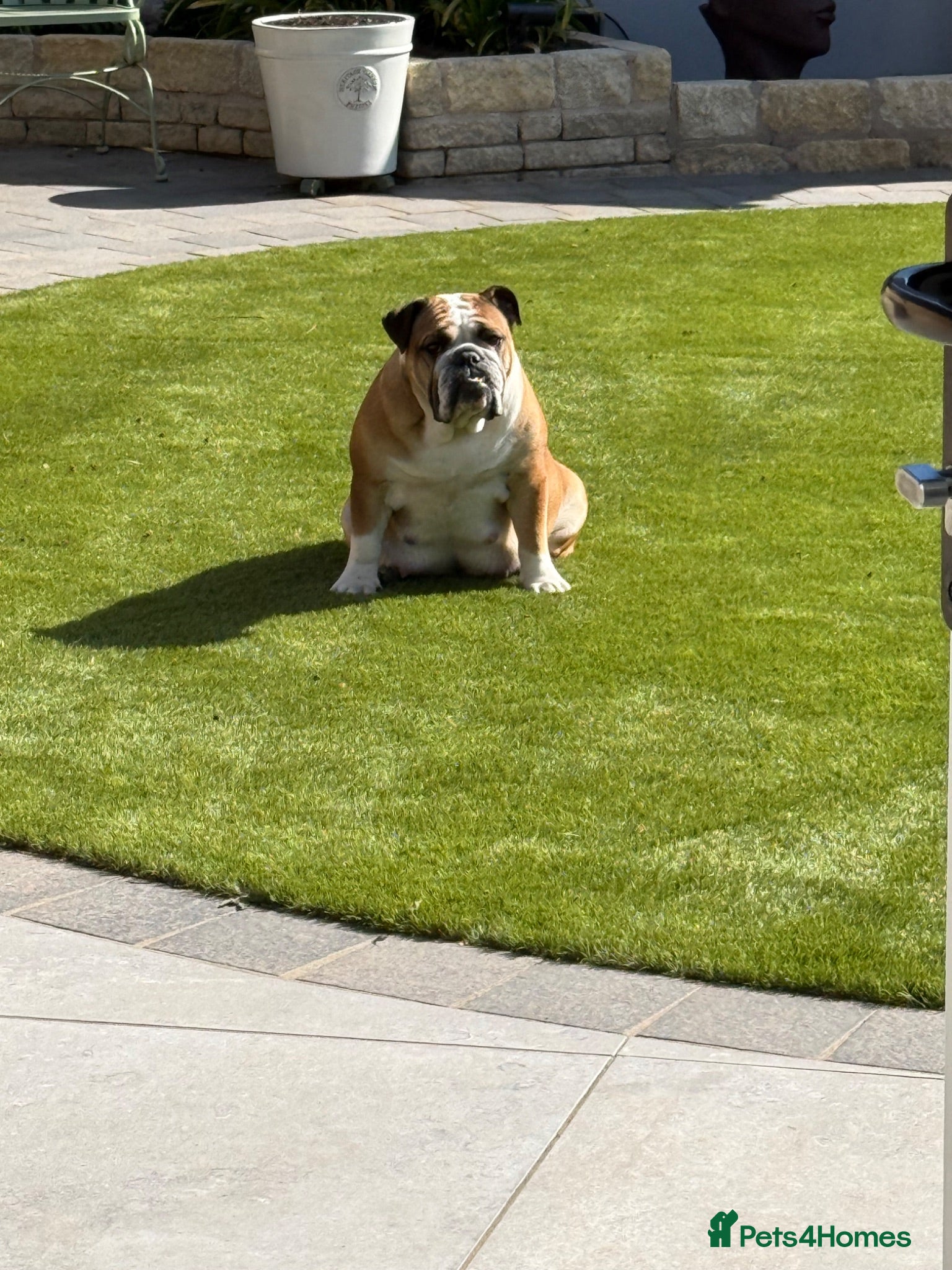 English Bulldog dogs Puppies looking for their forever homes - Advert 1