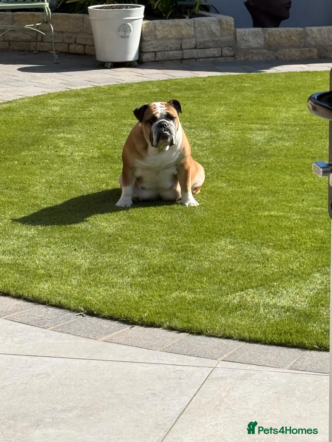 English Bulldog dogs for sale: Puppies looking for their forever homes - Advert 1