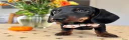 Miniature Dachshund dogs for sale: Ready to go Today!! Mini Dachshund Puppies 🐾  - Advert 26