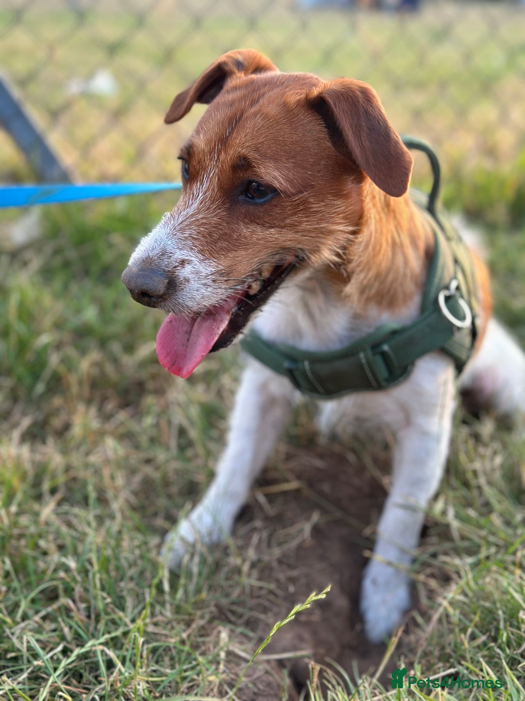 Jack Russell dogs for sale: Jack Russell  - Image 4