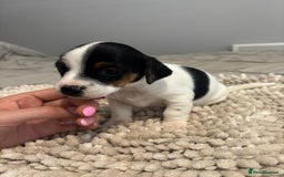 Jack Russell dogs for sale: 5 Beautiful miniature Short legged Jack Russell’s  - Image 4
