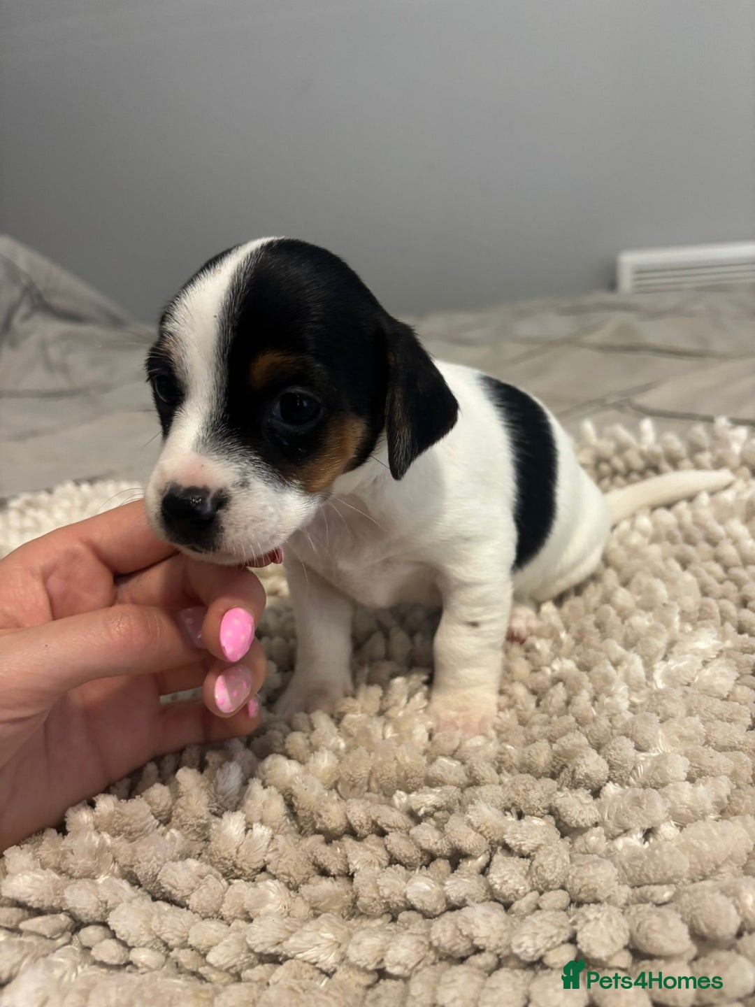 Jack Russell dogs for sale: 5 Beautiful miniature Short legged Jack Russell’s  - Image 4