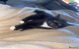 Mixed Breed cats for sale: BEAUTIFUL BLACK AND WHITE KITTENS 🐱  - Image 5