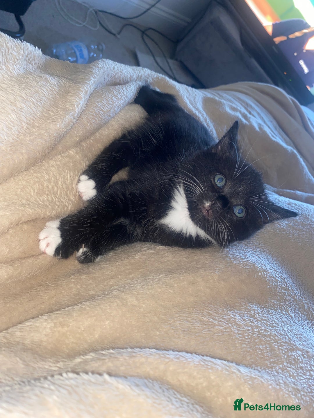 Mixed Breed cats for sale: BEAUTIFUL BLACK AND WHITE KITTENS 🐱  - Image 5