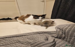 Ragdoll cats for sale: Ragdoll kittens - Image 5