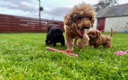 Cavapoo dogs for sale: Stunning Dark Red, black & tan, Apricot cavapoo - Image 2