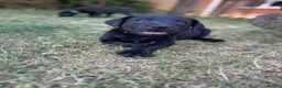 Labrador Retriever dogs for sale: Working bred lab puppies  in Ipswich - Advert 5