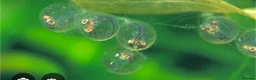 Ricefish fish for sale: 15 x Fertilised medaka ricefish eggs  - Advert 1