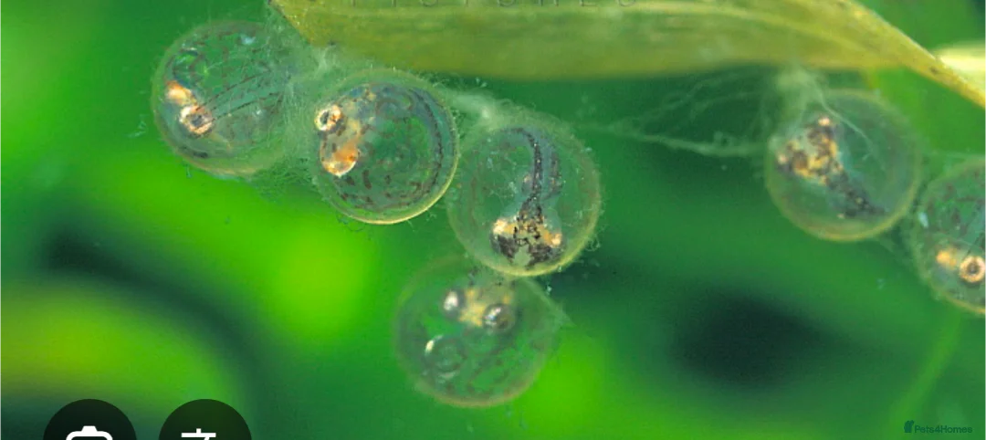 Ricefish fish for sale: 15 x Fertilised medaka ricefish eggs  - Advert 1