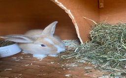 Mini Lop rabbits for sale: Mini lop bunnies  - Image 4