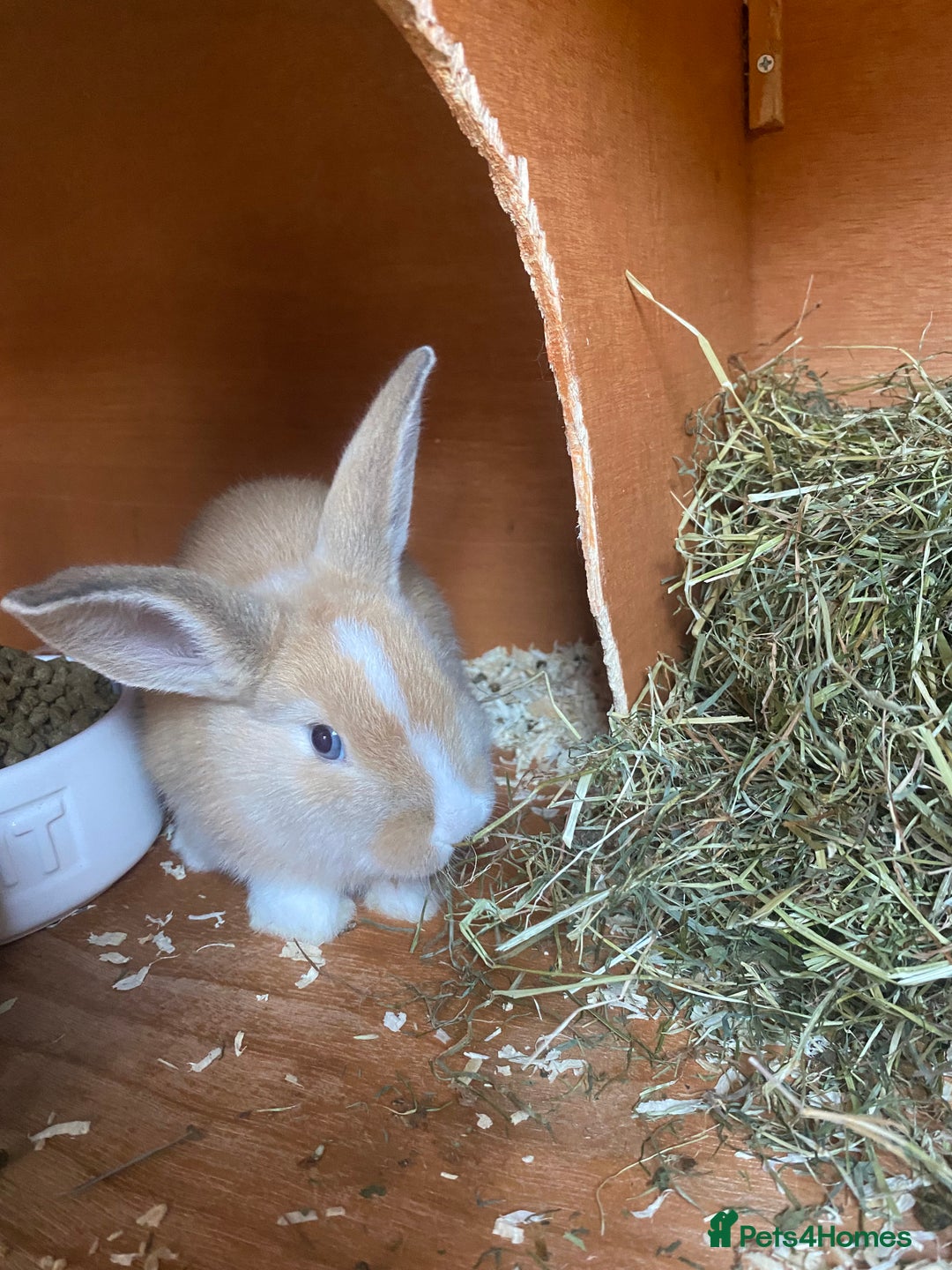 Mini Lop rabbits for sale: Mini lop bunnies  - Image 4