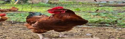 Hens poultry for sale: 4 Rousters need rehoming - Advert 7
