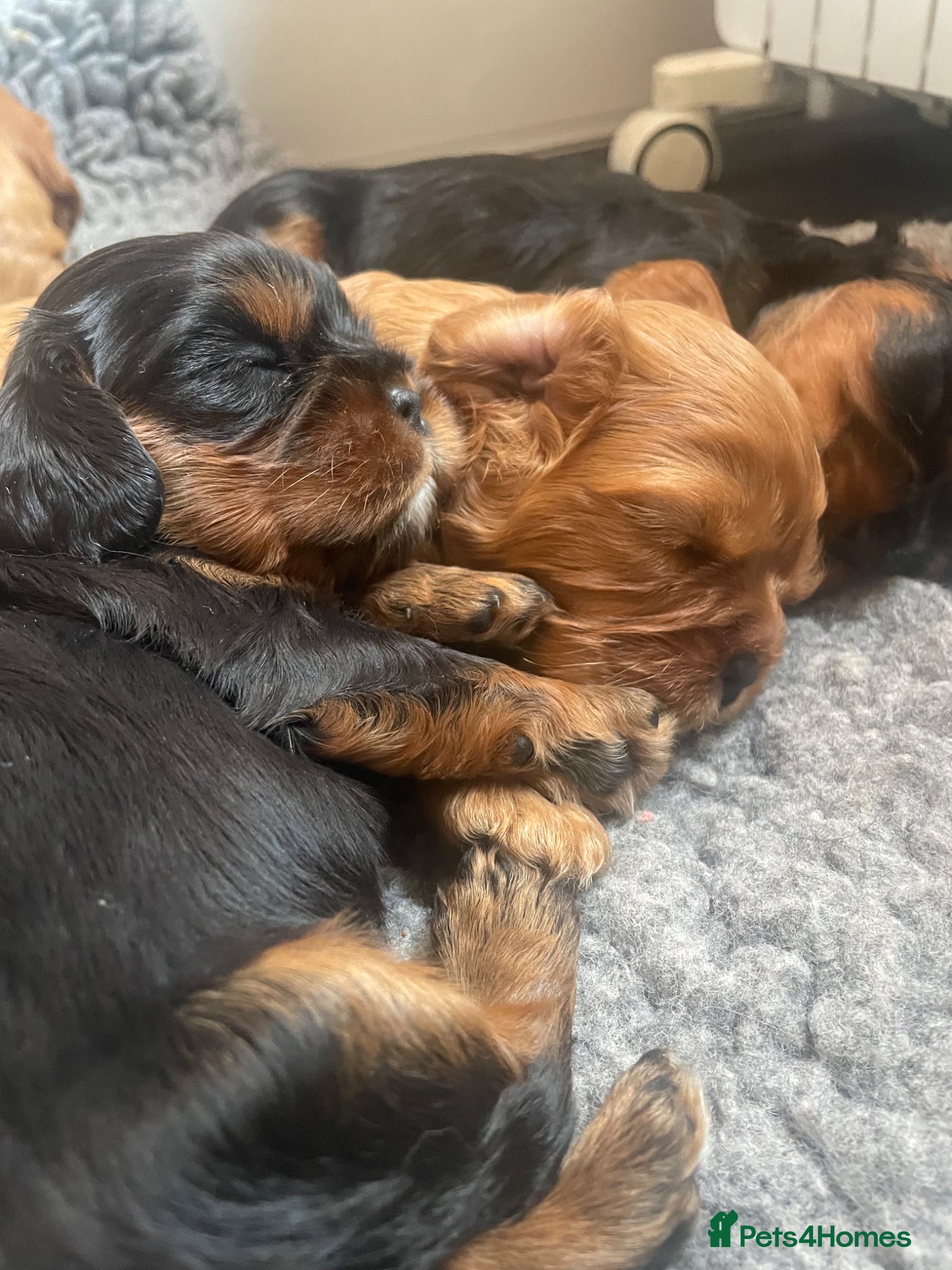 Cavalier King Charles Spaniel dogs for sale: King Charles cavalier babies  - Advert 24