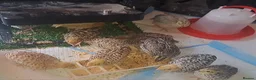 Quail poultry for sale: Coturnix Quails - Advert 2