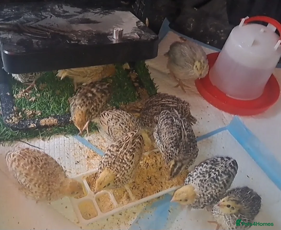 Quail poultry for sale: Coturnix Quails - Advert 2