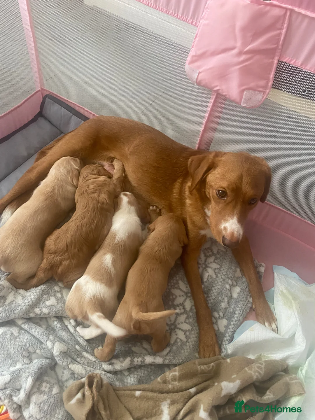 Mixed Breed dogs for sale: Cocker collie pups in Warrington - Advert 1