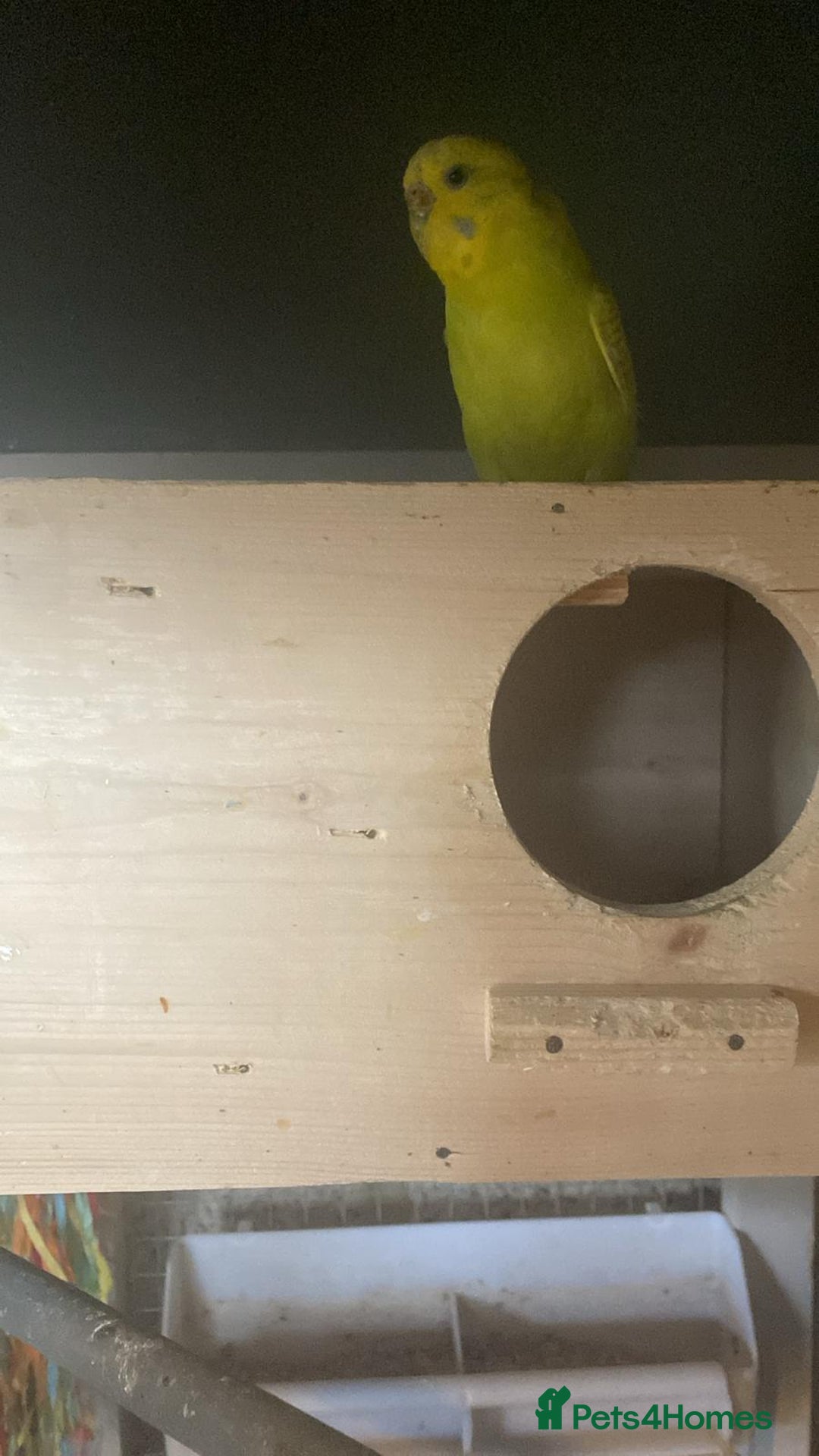 Budgerigars birds for sale: 11 budgies and 1 cocktails  - Image 10